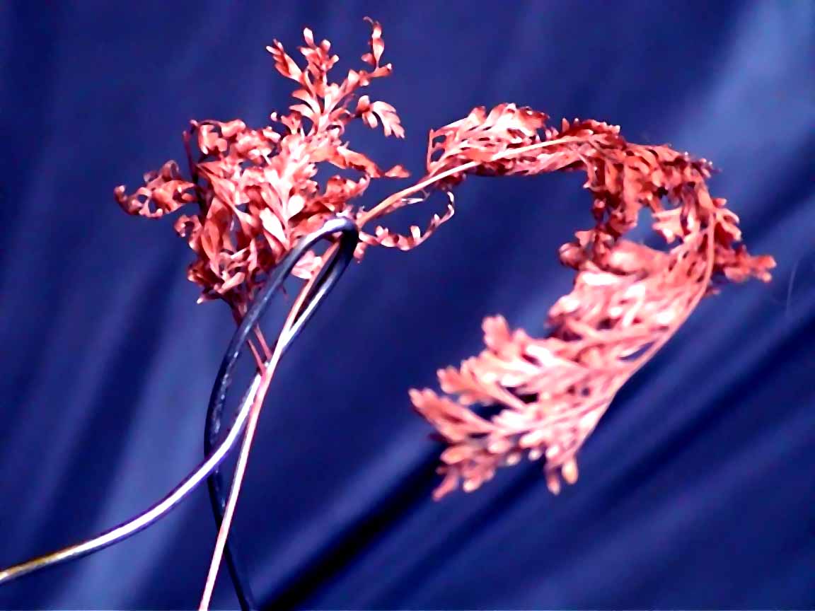 HN - Solo Dancer I - #2